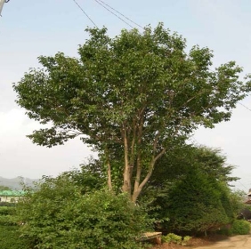 원두충나무