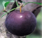 Àڵγª¹«<br> Èæµî±Ý<br>(¹ÙÀÌ¿Àü¸®)