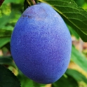Àڵγª¹«<br>Ǫ·é<br>ºòÆÛÇÃ