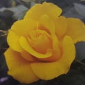 »ç°èÇǽºÀå¹Ì <BR> ¼ÇÁ¶óÀ̽ºY6