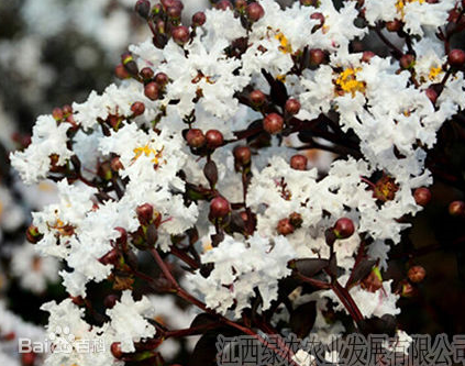 자엽배롱나무(백일홍) 비설