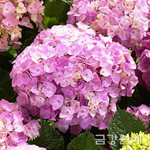Ӱȭ<BR> ۺũ