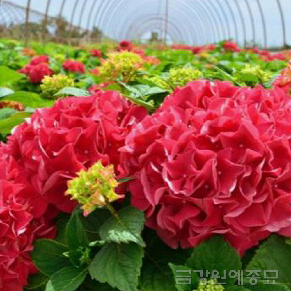 <BR> ׷ƮǮ