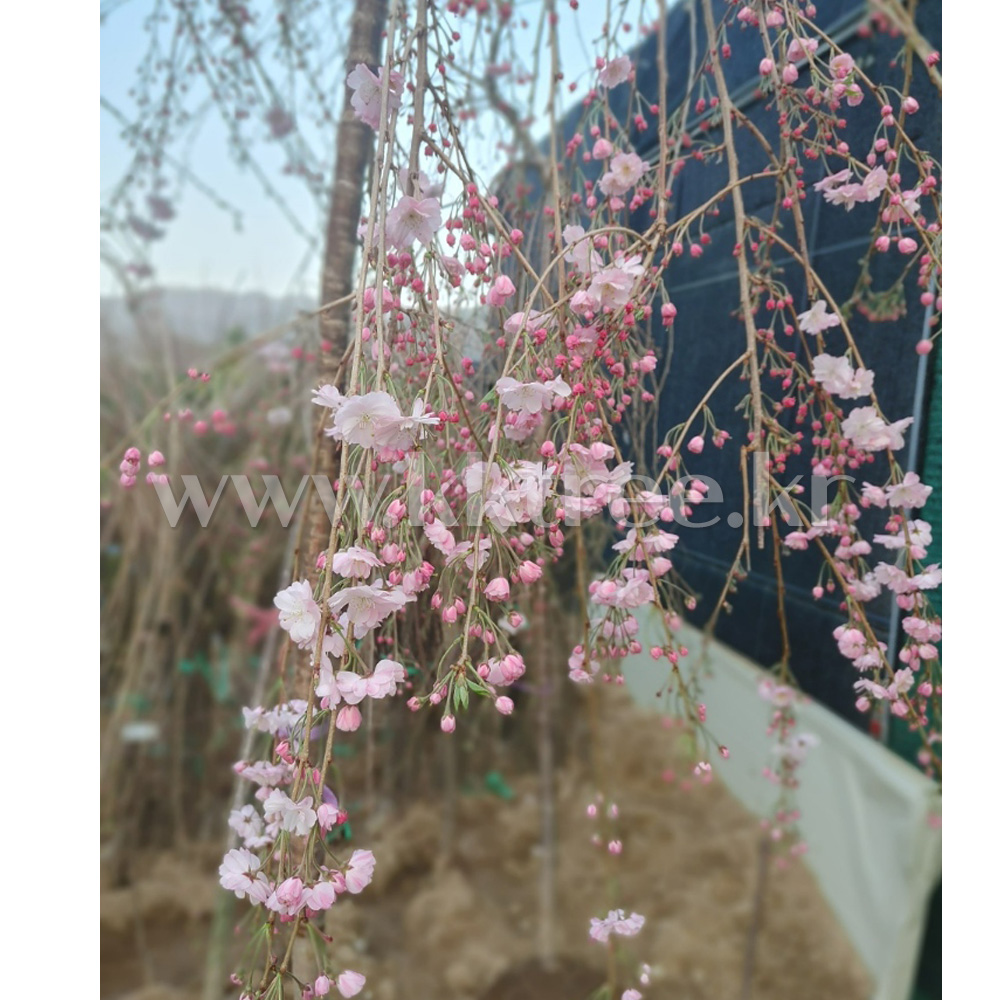 능수홍겹벚나무