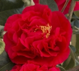 ���� ũ���̸Ӽ�����