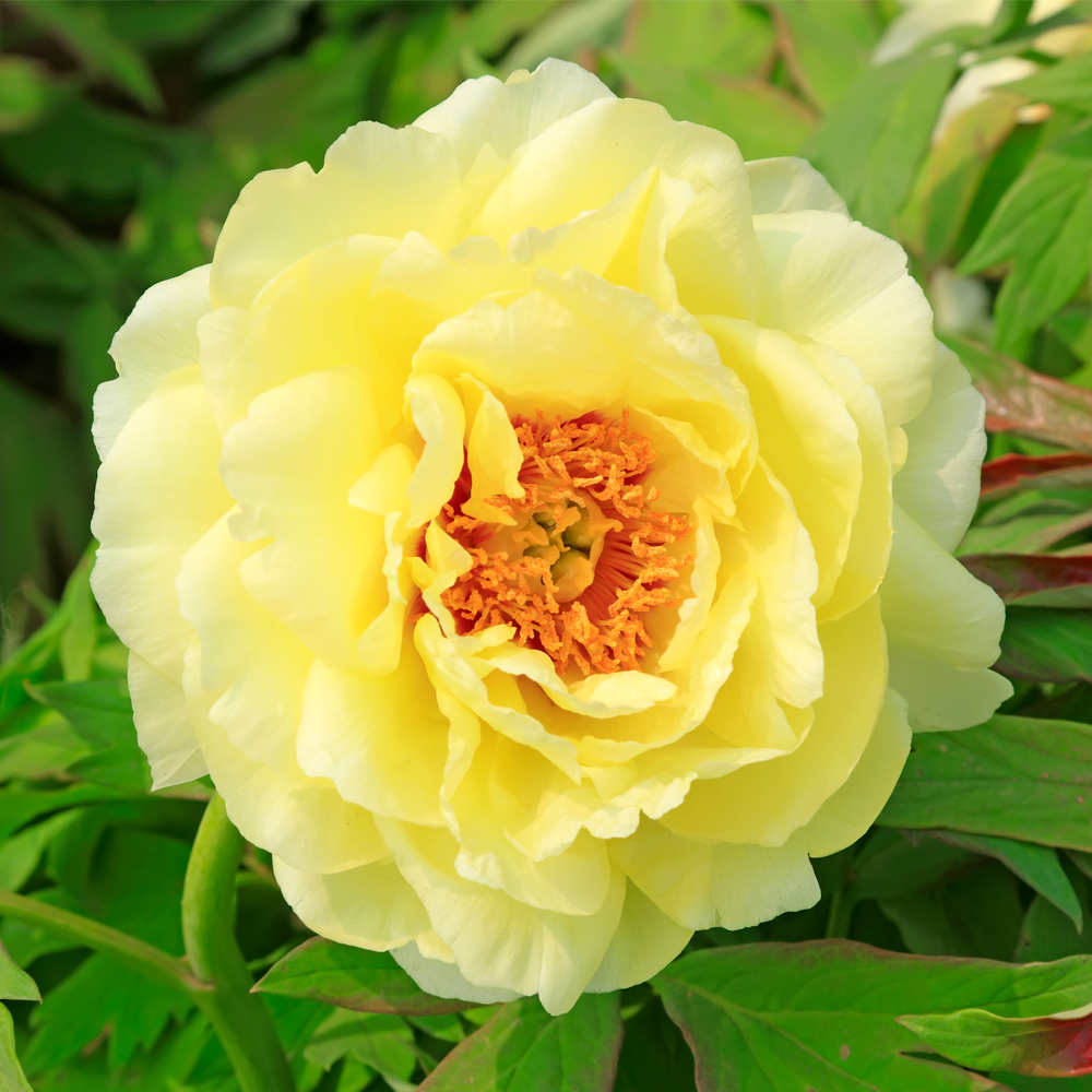 ��� Ư-5.Ȳ��