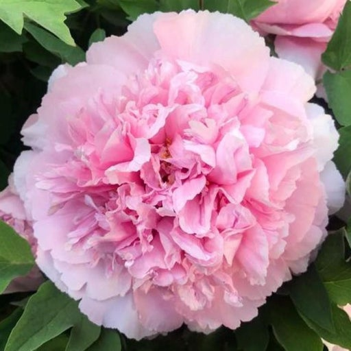 ��� ����3