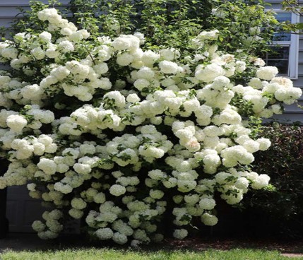 �вɳ���<Br>���̴Ͻ� ����캼 �в�