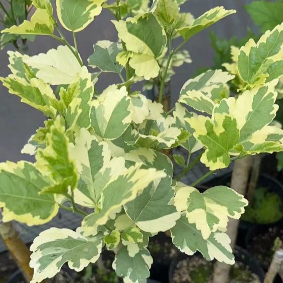 ���̹���ȭ